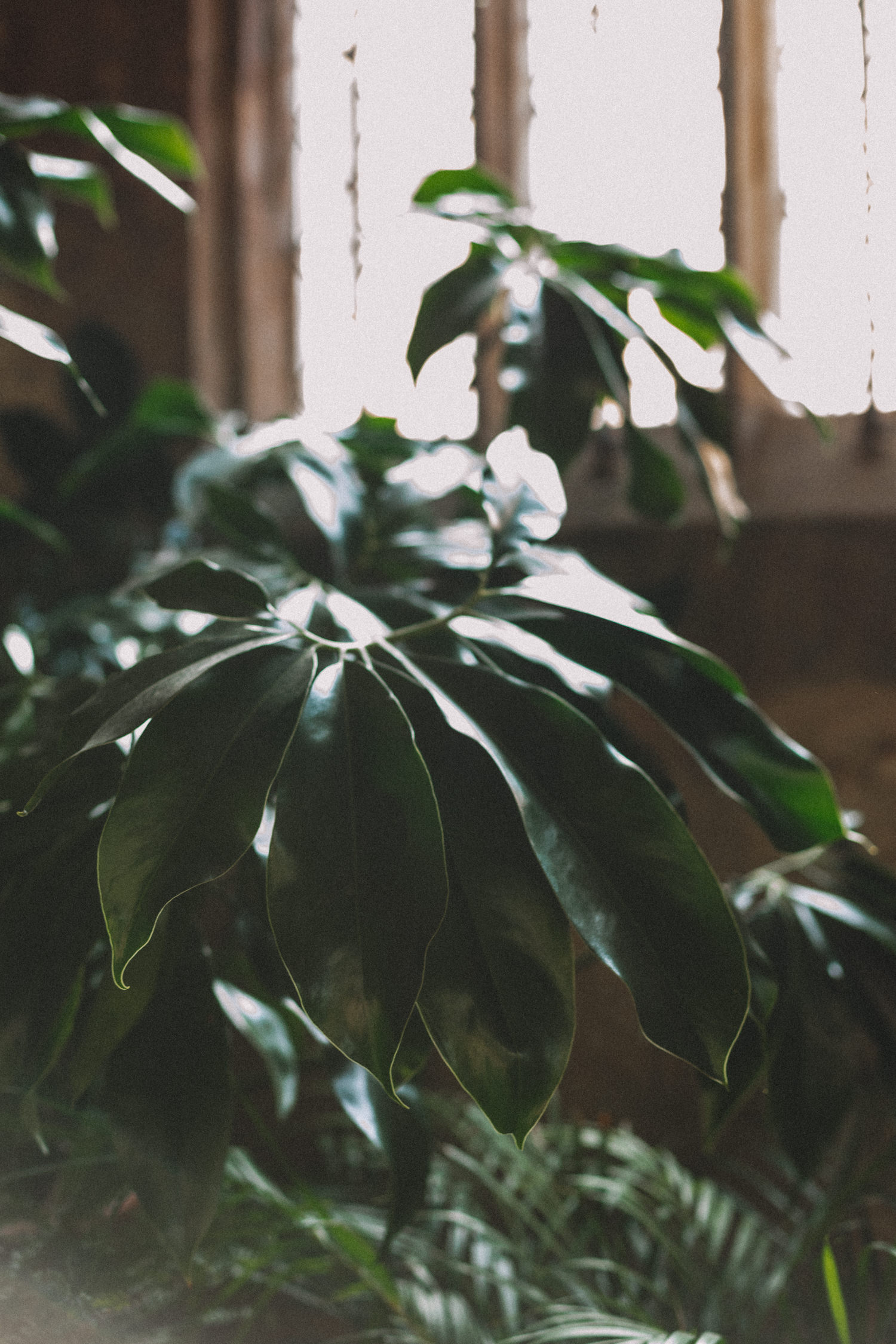 Romance d'Alsace aux saveurs de Louisiane - Blog Mariage Madame C