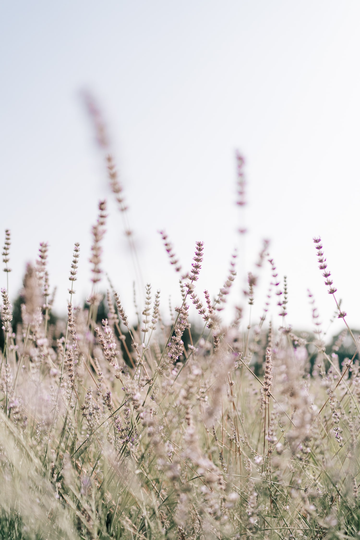 La petite Venise de Provence - Blog Mariage Madame C La petite Venise de Provence - Blog Mariage Madame C