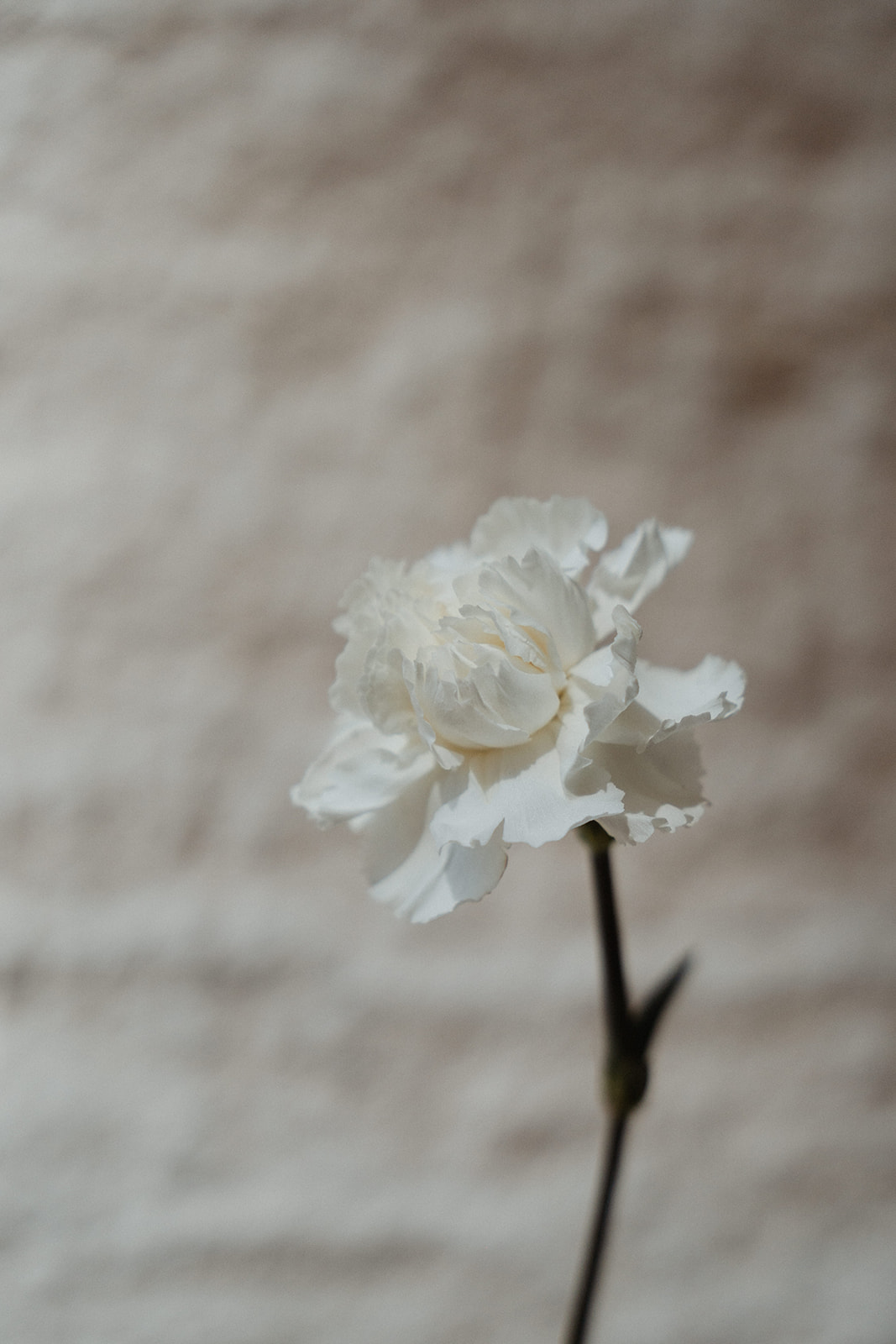 Symbiosis : Poésie couture aux Carrières des Lumières - Blog Mariage Madame C Symbiosis : Poésie couture aux Carrières des Lumières - Blog Mariage Madame C