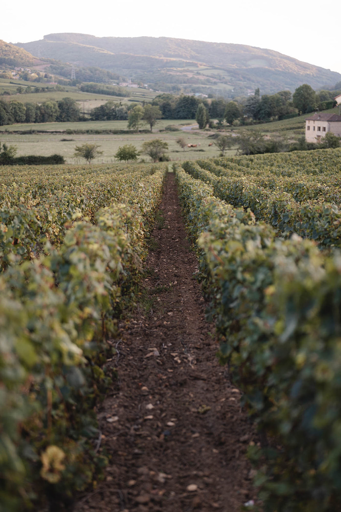 Mariage en Bourgogne au Château de Pierreclos - Gabrielle + François - Blog Mariage Madame C Mariage en Bourgogne au Château de Pierreclos - Gabrielle + François - Blog Mariage Madame C