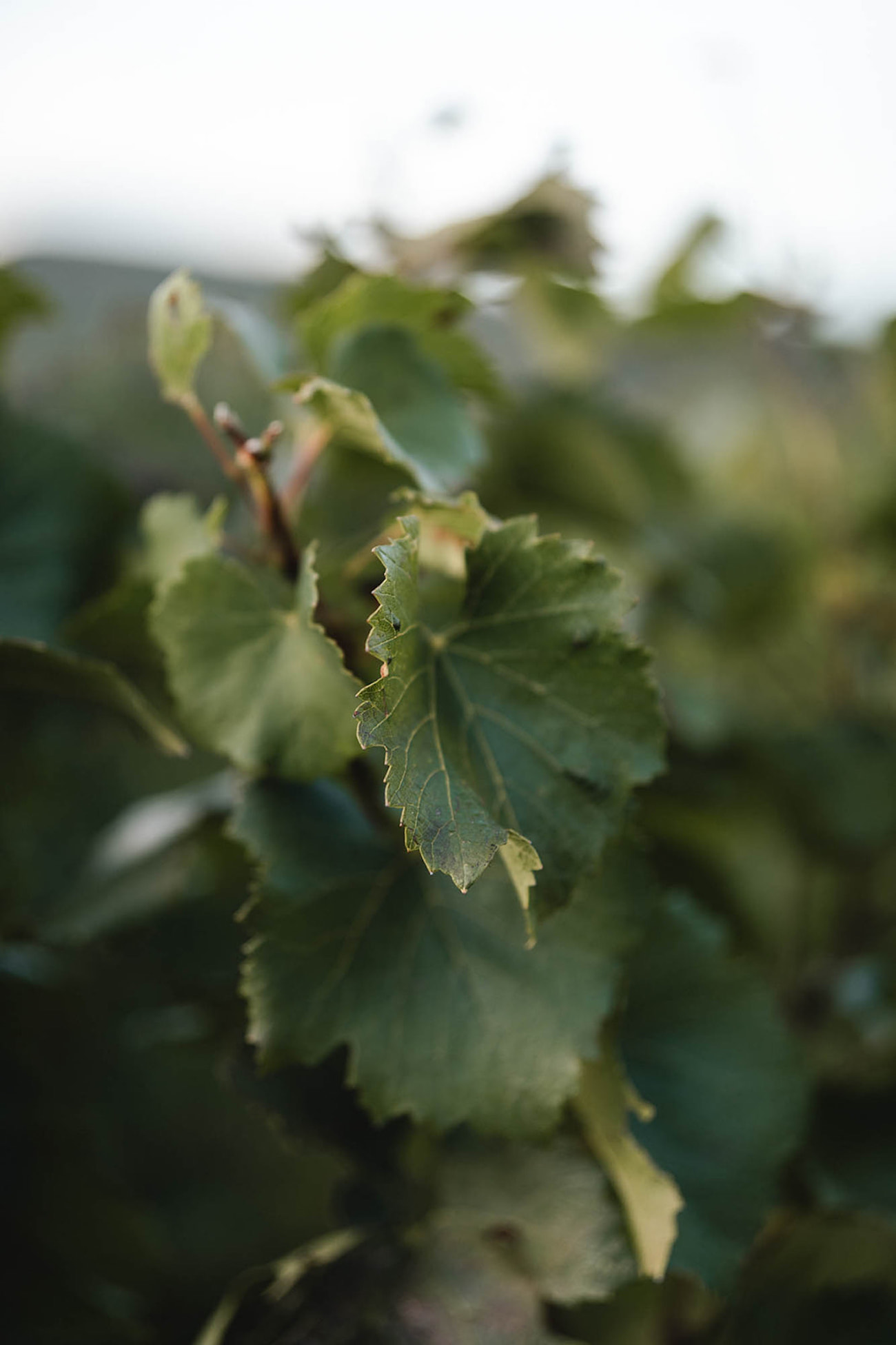 Mariage en Bourgogne au Château de Pierreclos - Gabrielle + François - Blog Mariage Madame C Mariage en Bourgogne au Château de Pierreclos - Gabrielle + François - Blog Mariage Madame C