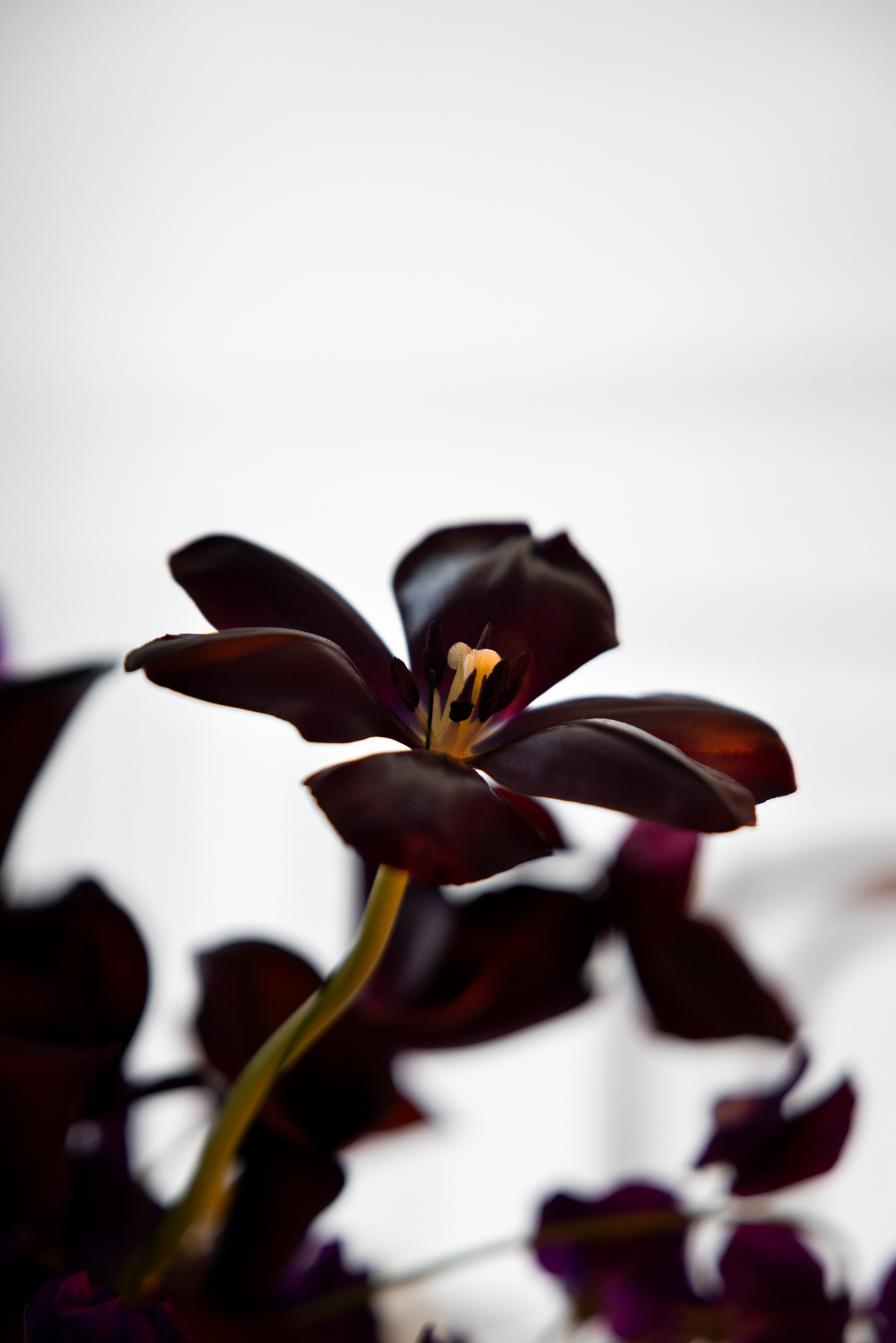 Ultraviolet - Blog Mariage Madame C