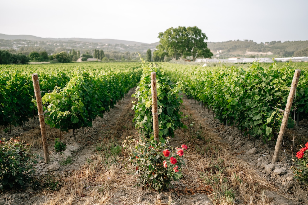 Mariage à Cassis au Domaine de Canaille - Catie + Jay - Blog Mariage Madame C
