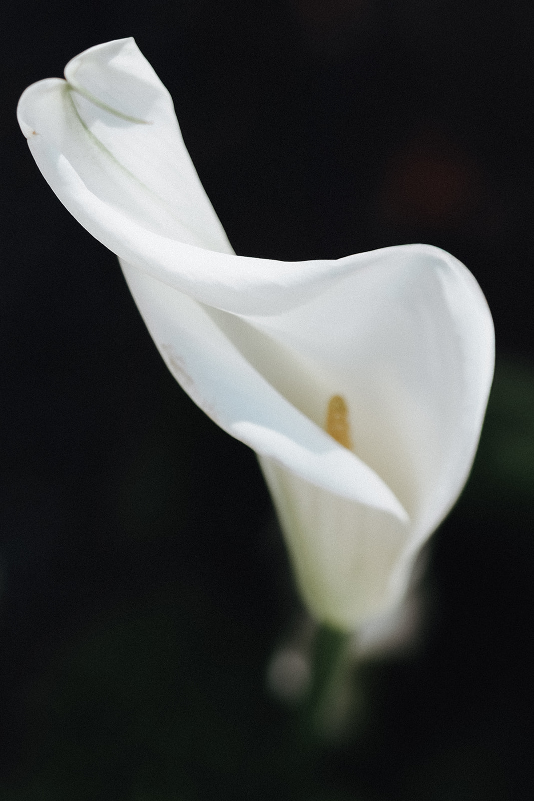 Mariage au milieu des vignes au Château L’Hospitalet - Bianca + Marc - Blog Mariage Madame C Mariage au milieu des vignes au Château L’Hospitalet - Bianca + Marc - Blog Mariage Madame C