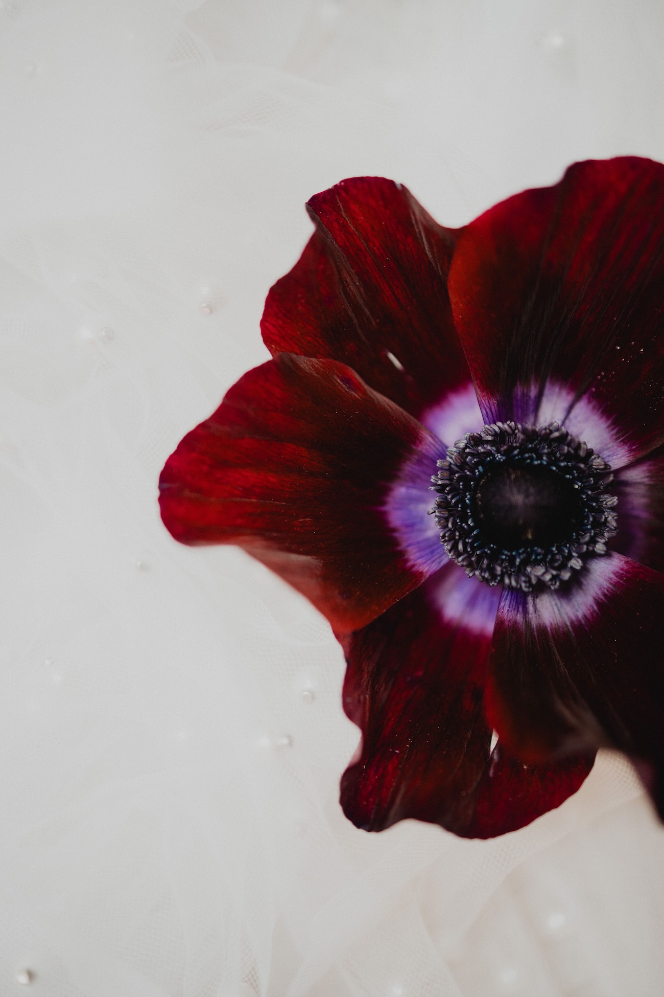 Mariage moderne et inclusif : une inspiration élégante à la Galerie Bourbon - Blog Mariage Madame C